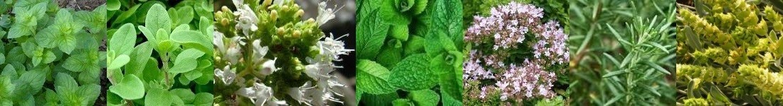 Herbes aromatiques et médicinales BIO
